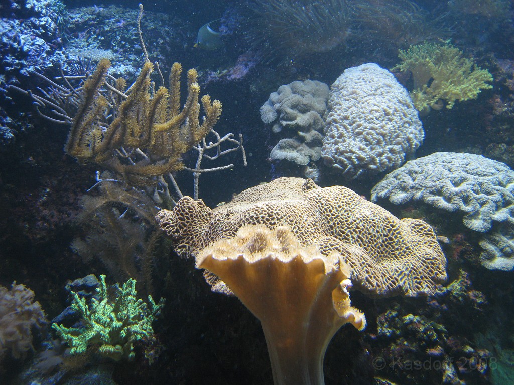 Baltimore MD 2009 1670.jpg - A 4th of July trip to Washington DC in 2009 included a stop in Baltimore MD to see the National Aquarium.